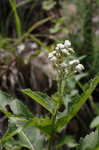 Wild quinine